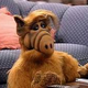 Illustration for article titled Alf Who Remembers and Why No Remake?